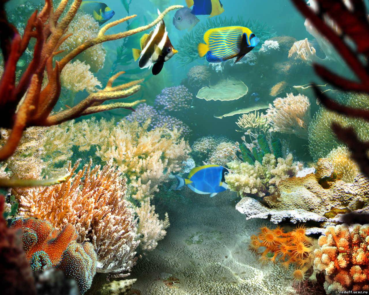 В воде рыбы водоросли. Атлантический океан коралловый риф. Морское дно. Морские подводные пейзажи. Морское дно с рыбками.